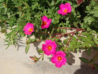 Pink flowers that are beautiful in spring