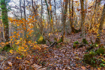 forest with autumn colors in Tuscany