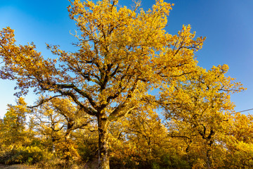 forest with autumn colors in Tuscany