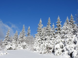 Snowy spruce trees under a blue sky