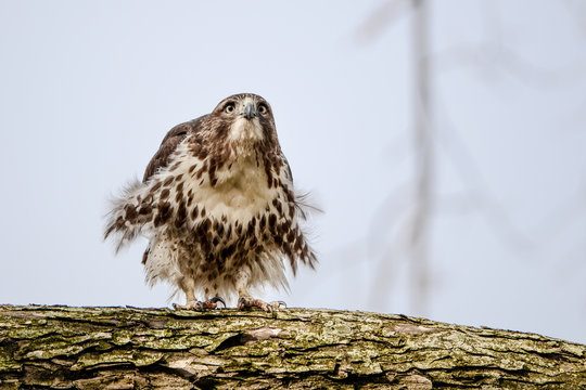 Red-tailed hawk perching on a branch