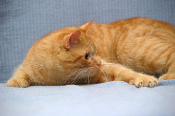 domestic red cat lies on a gray background