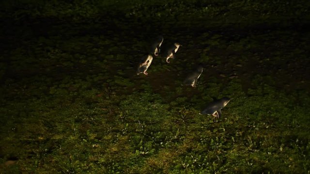 Group of small penguins moving at night