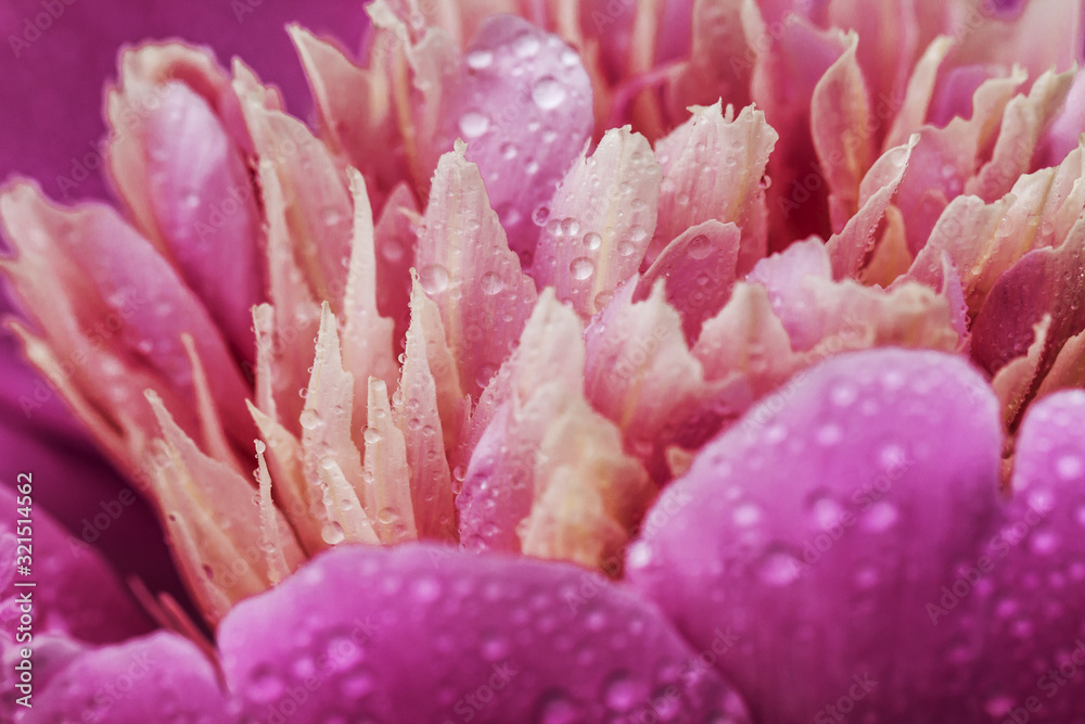 Sticker coral peony flower background. paeonia sarah bernhardt with dew drop.