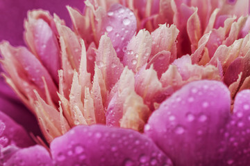 Fototapeta na wymiar Coral peony flower background. Paeonia Sarah Bernhardt with dew drop.