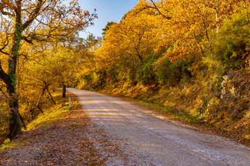road in the woods with autumn colors in Tuscany