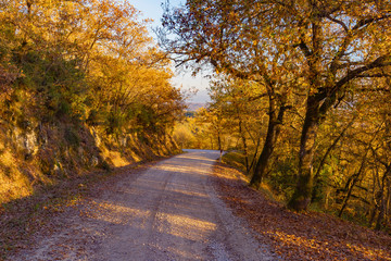 Naklejka na ściany i meble road in the woods with autumn colors in Tuscany