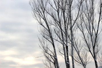 Dettaglio di rami di betulla con nubi in lontananza