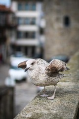 Porto seagull