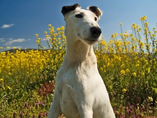 dog