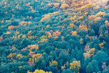 Fototapeta na wymiar panorama of the autumn woods in Tuscany