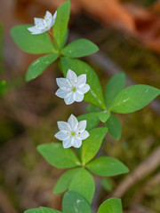 Obraz na płótnie Canvas Trientalis europaea is a flowering plant in the primrose family Primulaceae. 