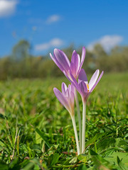 Nice flower in the autumn time (Colchicum autumnale). Colchicum autumnale, commonly known as autumn crocus, meadow saffron.