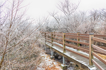 제주도 한라산 1100고지 겨울 설경 눈꽃 