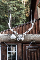 Rugged deer antler mount on top of old rustic cabin portrait