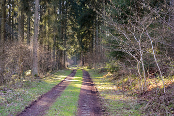 path in the forest