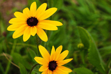 A Black-eyed Susan. Rudbeckia hirta flower in the midst.