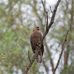 The European honey buzzard (Pernis apivorus), also known as the  common pern is a bird of prey in the family Accipitridae.