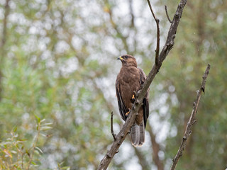 The European honey buzzard (Pernis apivorus), also known as the  common pern is a bird of prey in the family Accipitridae.