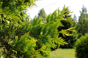 Beautiful park with green thuja, nature photo.
