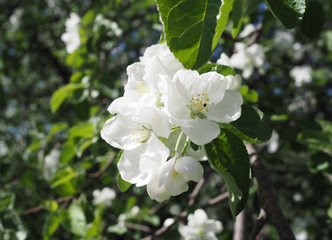 Obraz na płótnie Canvas blooming apple tree in the park