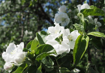 blooming apple tree in the park