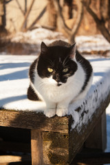 black and white cat sits on a snow-covered table in the yard