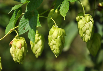 On the stem of the plant cones of hops