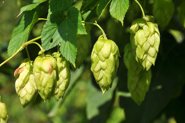 On the stem of the plant cones of hops
