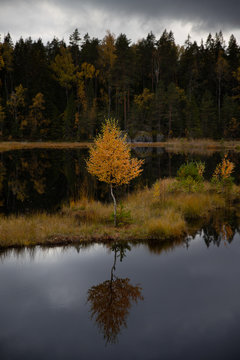 Yellow Tree in Lake in Finland