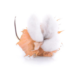 Cotton flower isolated on white background