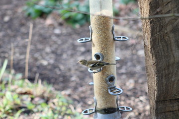 Female chaffinch eating from bird feeder on tree in woods