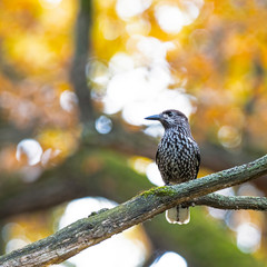 Eurasian nutcracker, or just nutcracker, (Nucifraga caryocatactes) is a passerine bird of the Corvidae family. 