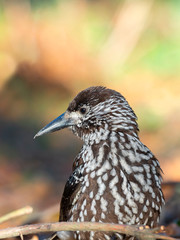  Eurasian nutcracker, or just nutcracker, (Nucifraga caryocatactes) is a passerine bird of the Corvidae family. 