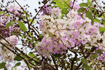 Beautiful Lagerstroemia floribunda Flower, purple flower on green background