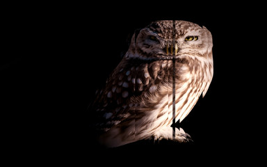 Owl. Reflection in mirror. White background.