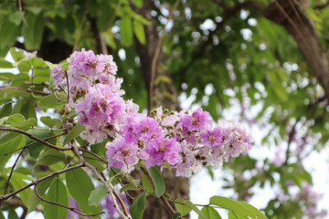 Beautiful Lagerstroemia floribunda Flower, purple flower on green background