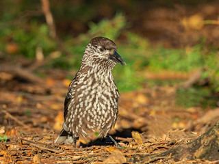  Eurasian nutcracker, or just nutcracker, (Nucifraga caryocatactes) is a passerine bird of the Corvidae family. 