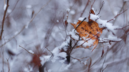 maple leaf 