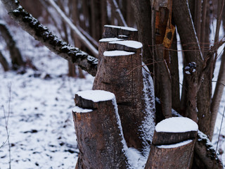 Stumps in snow
