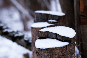 Stumps in snow