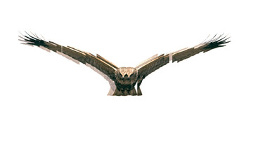 Bird of prey. Reflection in mirror. White background.