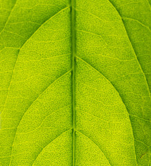 green leaf macro texture background
