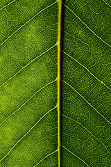 green leaf macro texture background