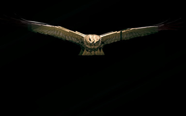 Bird of prey. Reflection in mirror. White background.
