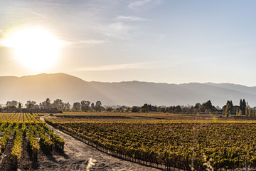 Vineyard grapes landscape at sunset in Napa California