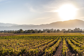 Vineyard in the sun landscape rows of grapes in Napa California
