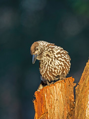  Eurasian nutcracker, or just nutcracker, (Nucifraga caryocatactes) is a passerine bird of the Corvidae family. 