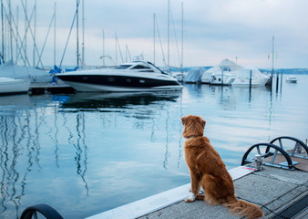 dog at the marina, yacht club. Pet at sea. Animal on the background of boats