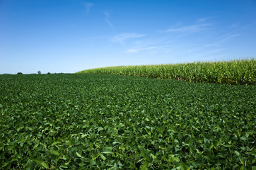 Field of soybeans and corn. Soybeans rank second, after corn, among the most-planted field crops in...